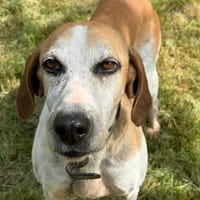 Opale, chienne à adopter