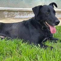 VALOU, chien à adopter