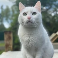 MINUS A17100, chat à adopter