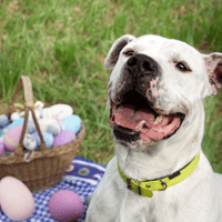 OLYMPE OAA19781, chien à adopter