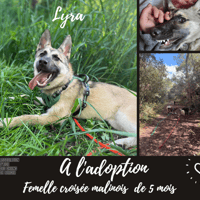 Lyra, chienne à adopter