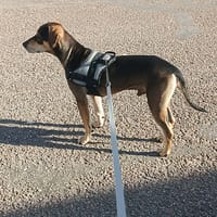 Willow le gentil, chien à adopter