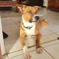 Aloka votre créole pour la vie, chien à adopter