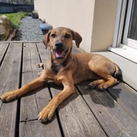 VERA, chiot femelle Berger Créole, chienne à adopter