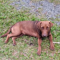 CHOKY, Femelle Berger créole junior, chienne à adopter