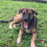 NAMEA, chiot Berger Créole femelle, chienne à adopter