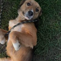 FOXIE, chienne à adopter
