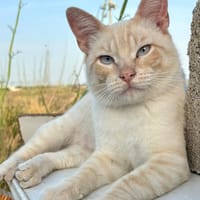 GOLDEN, chat à adopter