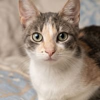 TORMENTA, chatte à adopter