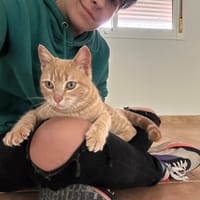 SIRI, chatte à adopter