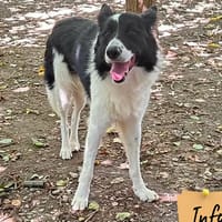 Roméo, chien à adopter