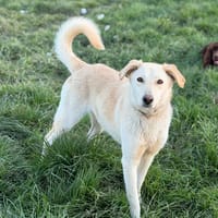 Sidney, chienne à adopter