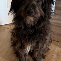 Poco, chien à adopter