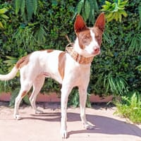 FERRERO, chien à adopter