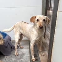 GODOLKIN, chien à adopter