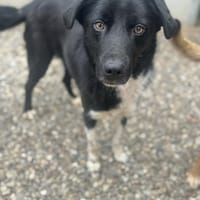 Chance, chienne à adopter