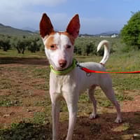 KEFIR, chien à adopter