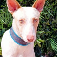 RAFFAELLO, chien à adopter