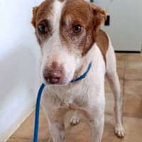 TRUFFI, chien à adopter