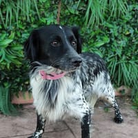 RIORDAN, chien à adopter