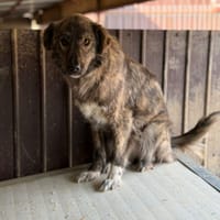 Calie, chienne à adopter
