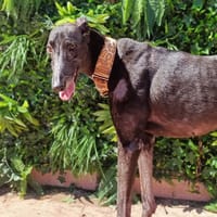 NUBE, chienne à adopter