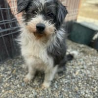 Bounty, chien à adopter