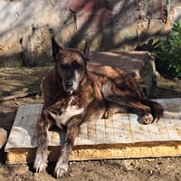 SENDA, chienne à adopter