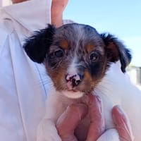 ZAFIRO, chien à adopter