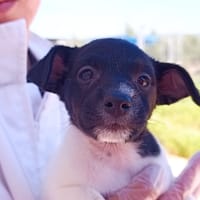 NACAR, chien à adopter