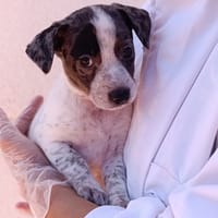 DIAMOND, chien à adopter