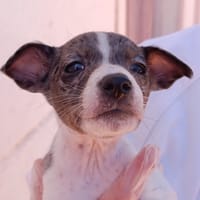 OPALO, chien à adopter