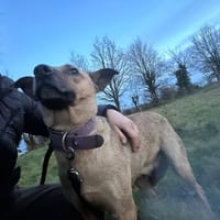 Laya, chienne à adopter