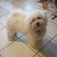 Anna, chienne à adopter