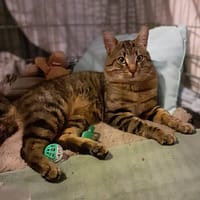 Ange, chat à adopter