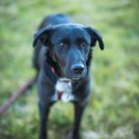 Sofi verschmust u. super charmant auf PS, Hündin zur Adoption