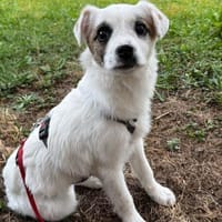 Sensibles Hundekind Ole sucht Familie, Hund zur Adoption