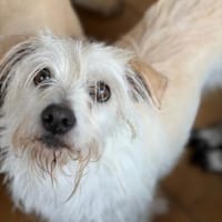 TENTEN - besonderer Hund mit großem Herz, Hund zur Adoption