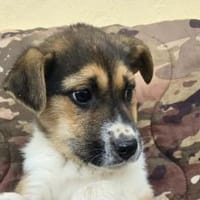 Bonnie - süße Welpenmaus, Hündin zur Adoption