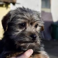 Süß, süßer...Joey, Hund zur Adoption