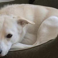 Schenkst du Baku ein Zuhause?, Hund zur Adoption