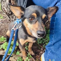 Klein Alwin auf Pflegestelle, Hund zur Adoption