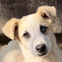 Maple, geb. 12/2025, 52531 Übach-Palenb., Hündin zur Adoption