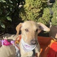 Salvatore, Hund zur Adoption