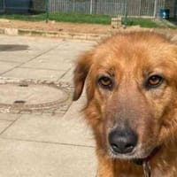 Lea will noch viel lernen, Hündin zur Adoption