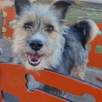 Kleiner Rocky sucht seinen Safe Place, Hund zur Adoption