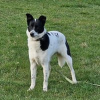 Cora verspielt sozial schmusig, Hündin zur Adoption