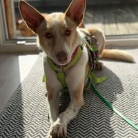 Ziggy sucht nun ein Traumzuhause, Hund zur Adoption