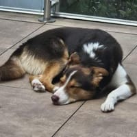 Carlos sucht sein perfektes Match, Hund zur Adoption