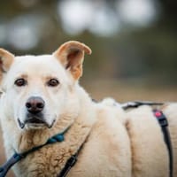 Tolomeo wünscht sich ein Zuhause, Hund zur Adoption